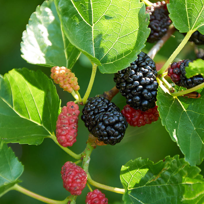 Mulberry Fragrance Oil 185