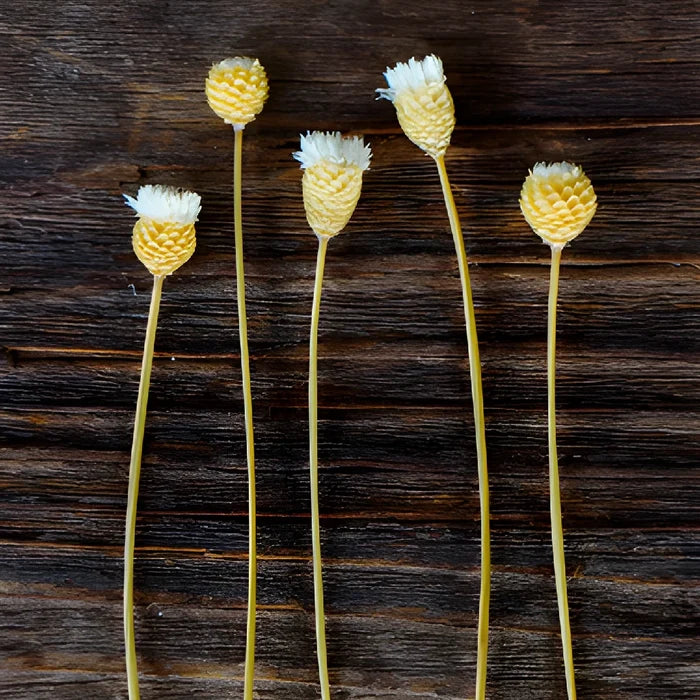 Natural Dried Happy Flowers
