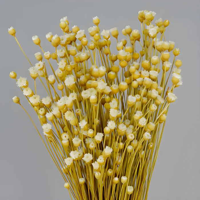 Natural Dried Happy Flowers