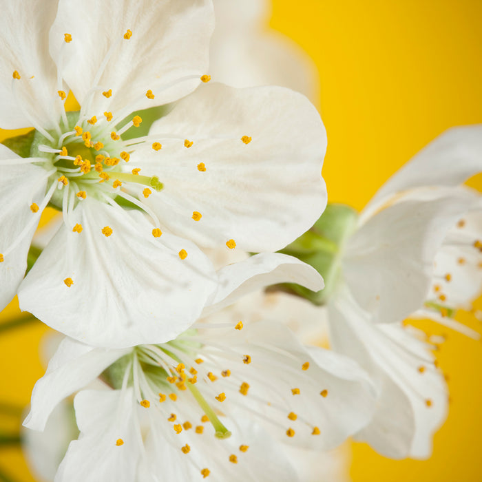 Neroli Fragrance Oil 619