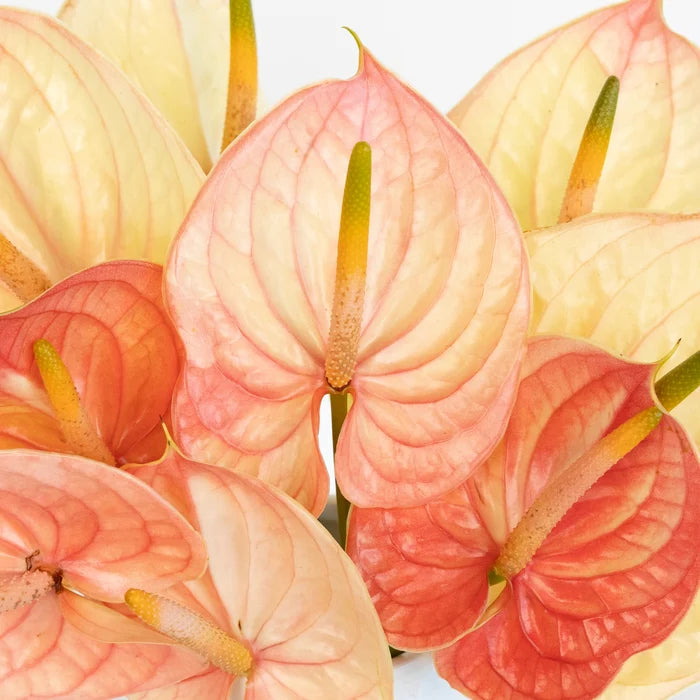 Pale Blush Pink Anthurium Flower Close Up - Image