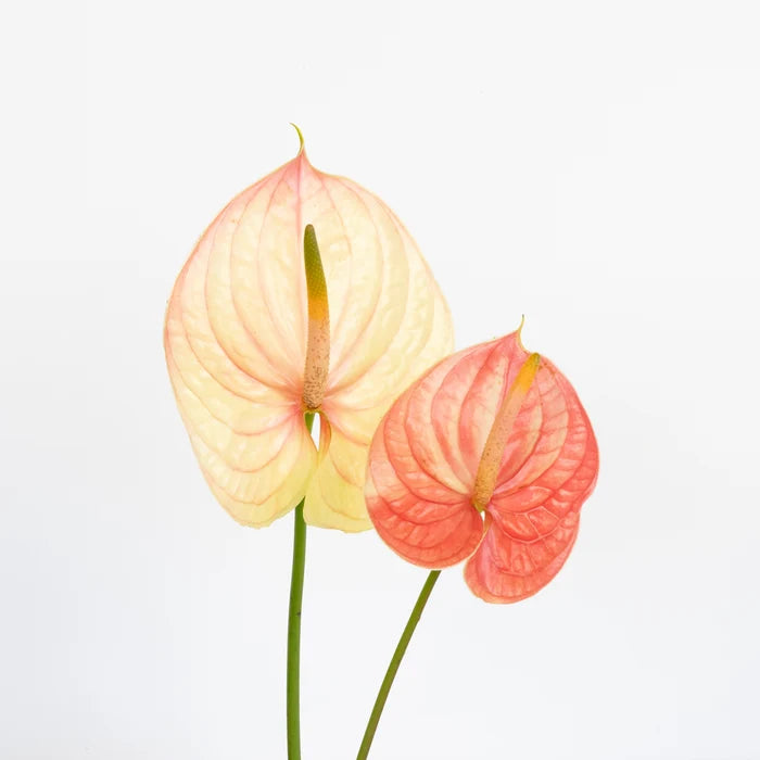 Pale Blush Pink Anthurium Flower Stem - Image