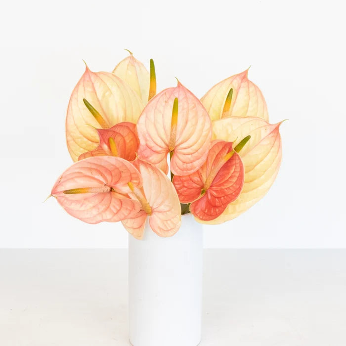 Pale Blush Pink Anthurium Flower Vase - Image