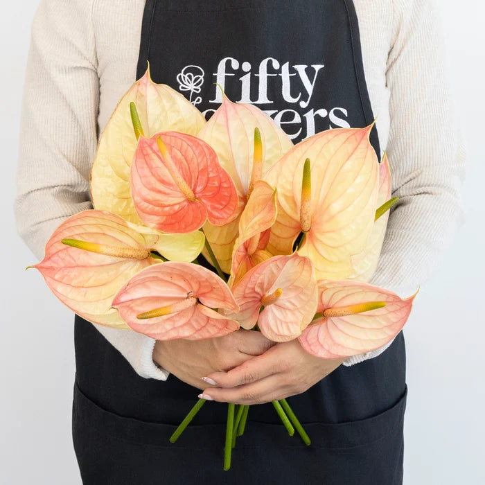 Pale Blush Pink Anthurium Flower Apron - Image