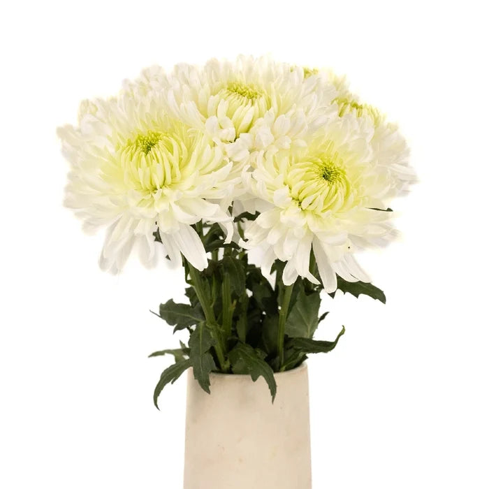 Paper White Chrysanthemum Cremon - Image
