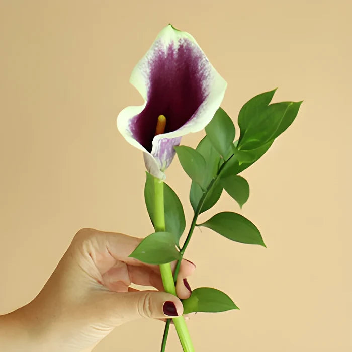 Picasso Mini Calla Lily Centerpieces