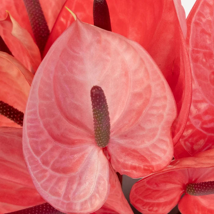 Pink Candy Anthurium Flower Close Up - Image