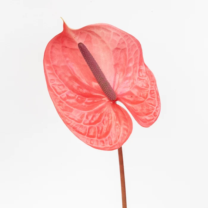 Pink Candy Anthurium Flower Stem - Image