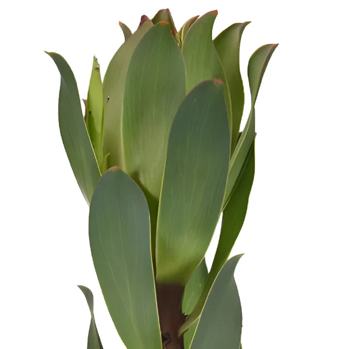Red Stemmed Leucadendron