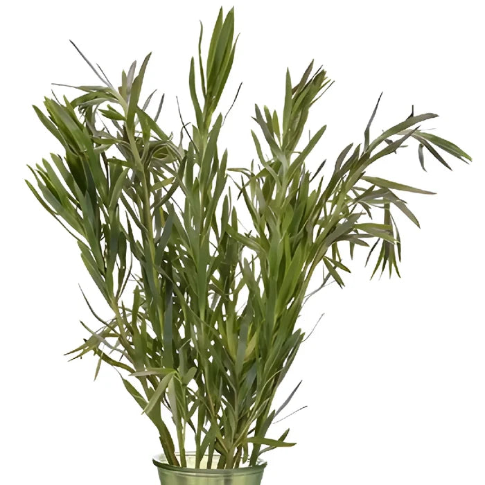 Slender Green Leucadendron
