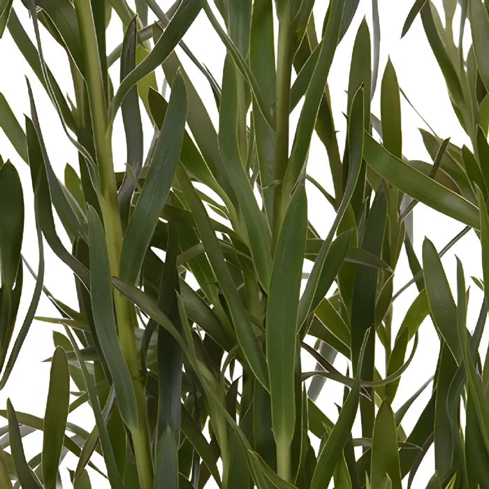 Slender Green Leucadendron