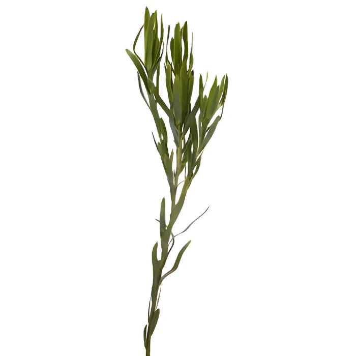 Slender Green Leucadendron