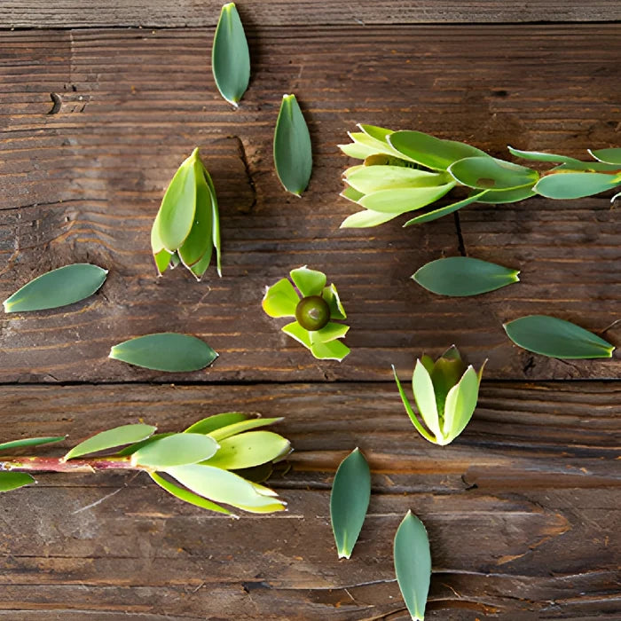 Tropical Leucadendron Cone Bush