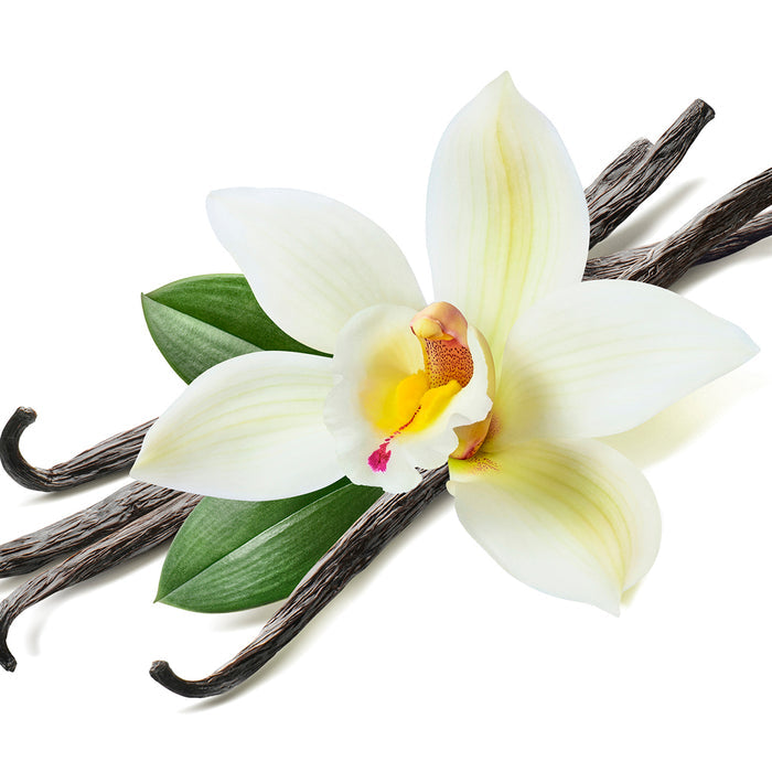 Vanilla Bean Fragrance Oil 240