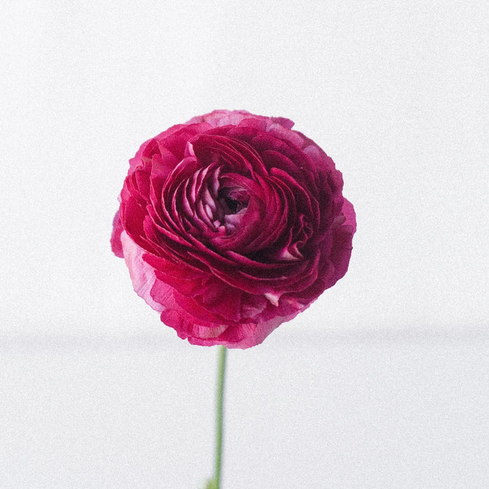 Watermelon Pink Ranunculus Flower Stem - Image