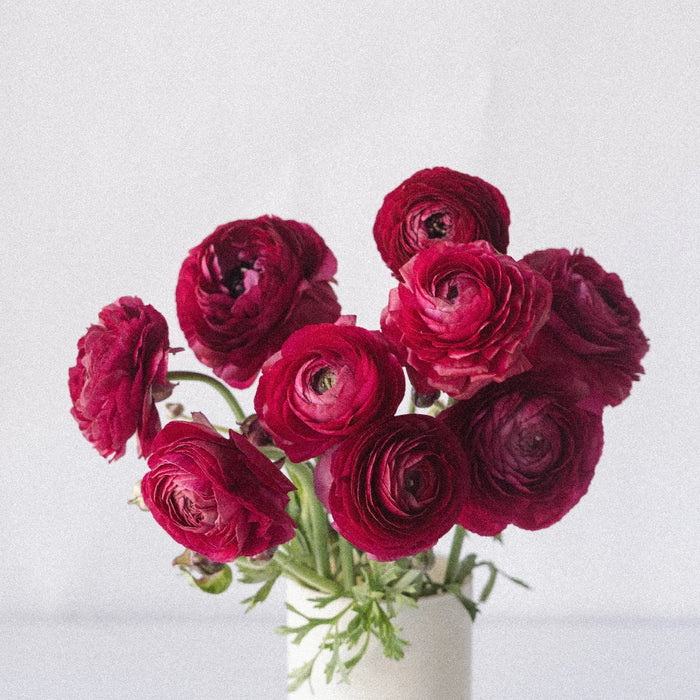 Watermelon Pink Ranunculus Flower Vase - Image