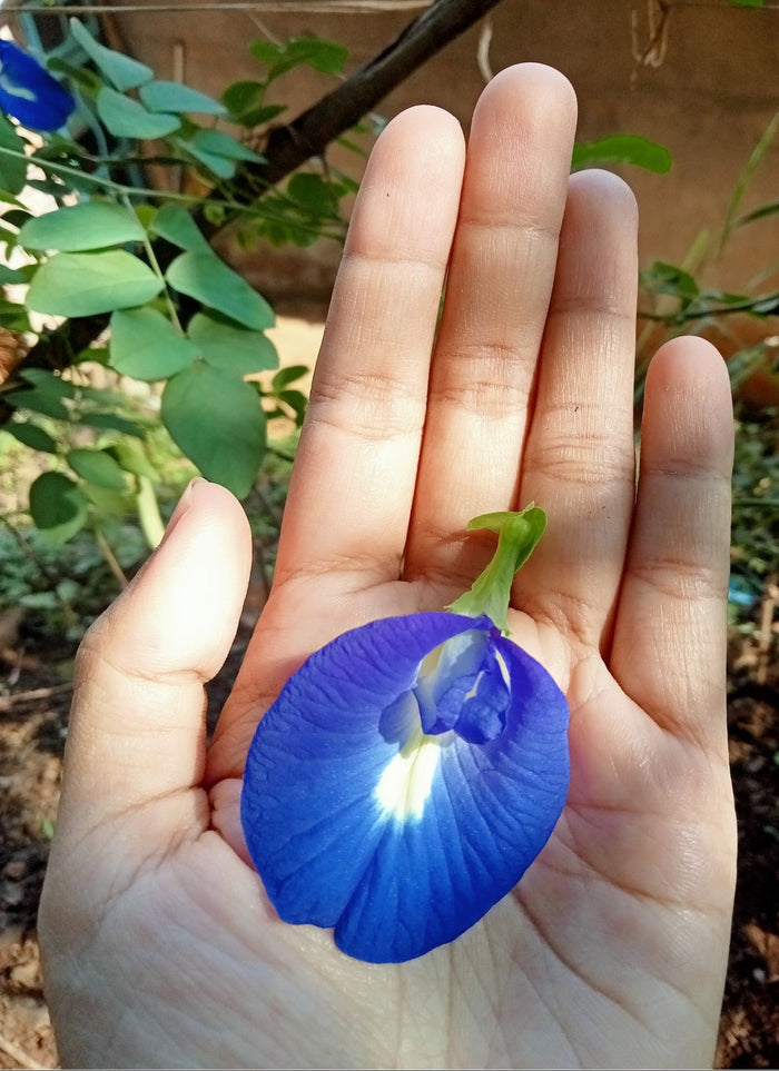 Hand holding a blue pea flower with green leaves in the background