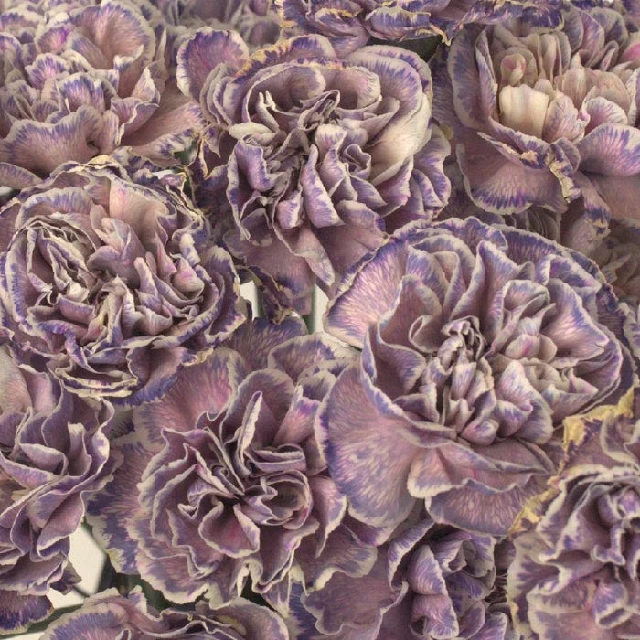 Wild Pink Wholesale Carnation Bulk Flower Close Up - Image