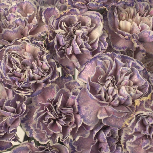Wild Pink Wholesale Carnation Bulk Flower Close Up - Image
