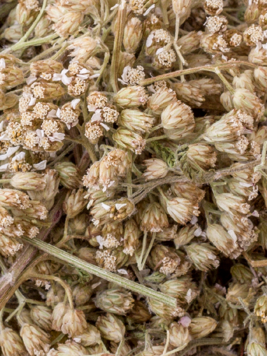Yarrow Leaf and Flower, Organic 4 oz BULK BAG